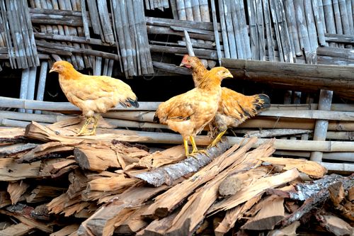 Free Close-up of chickens standing on chopped wood against a rustic wooden background outdoors. Stock Photo