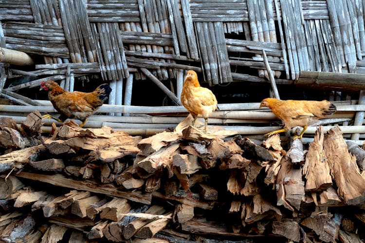 Hens On Stack Of Firewood