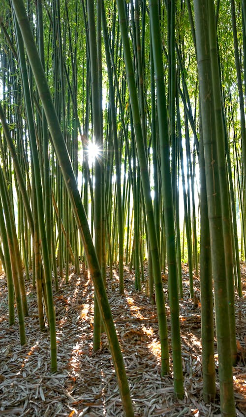 Sun Glare Between Bamboo Trees