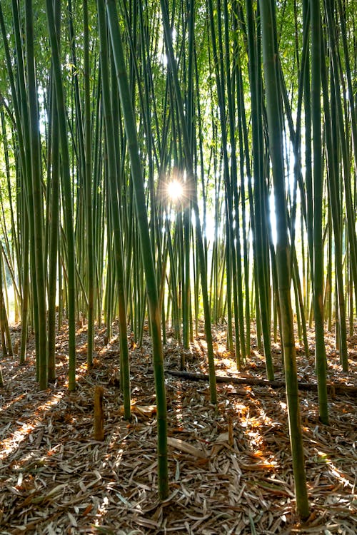 Sun Glare Between Bamboo Trees