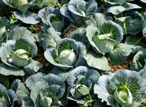 Cabbage Growing in Field