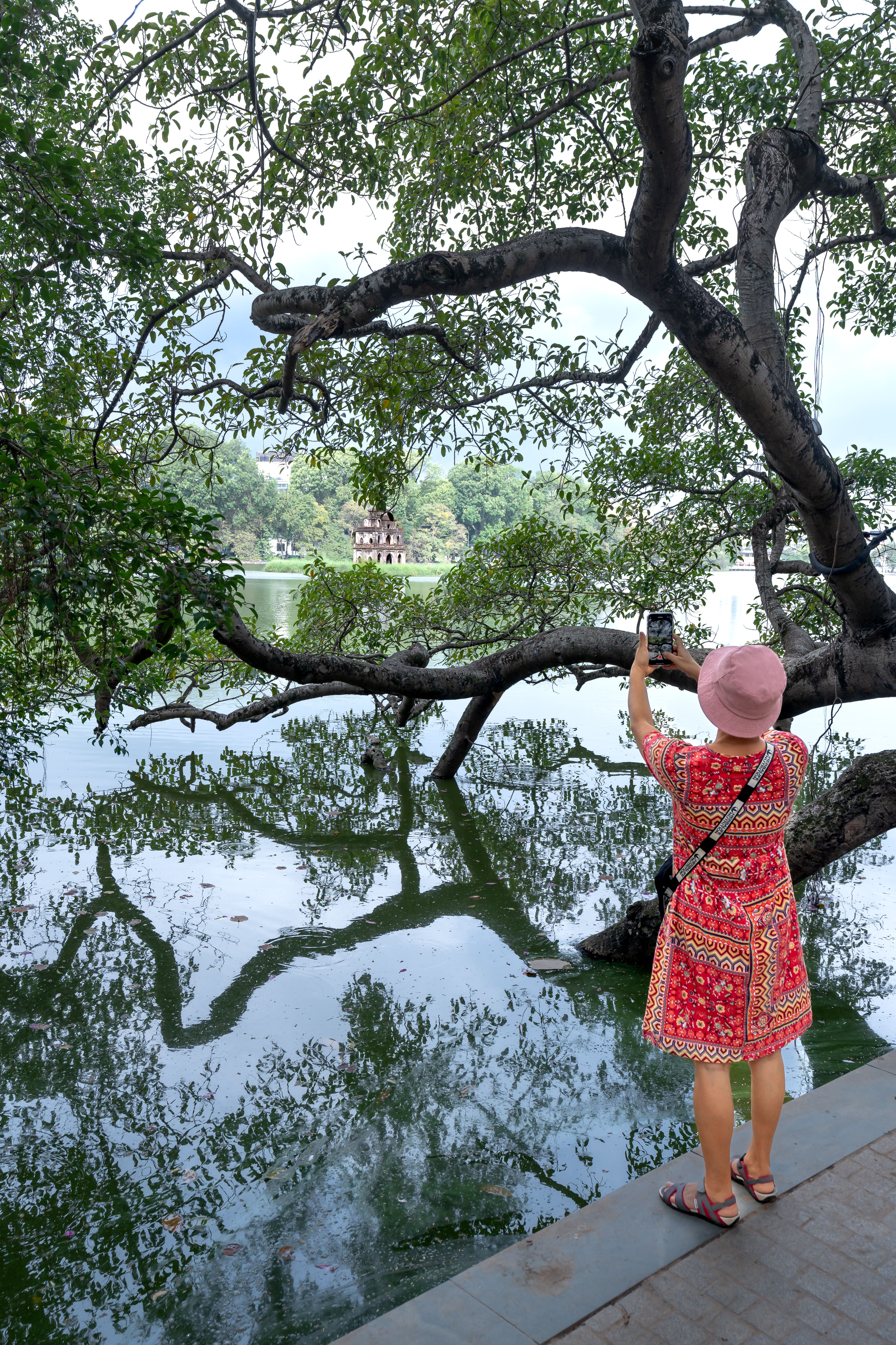 Woman Taking Photo of a Tree · Free Stock Photo