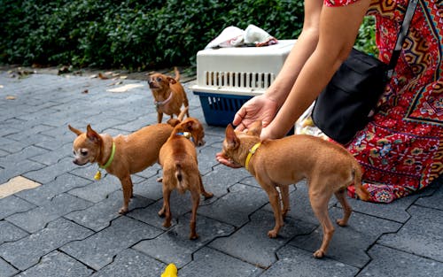 動物攝影, 吉娃娃, 女人 的 免費圖庫相片