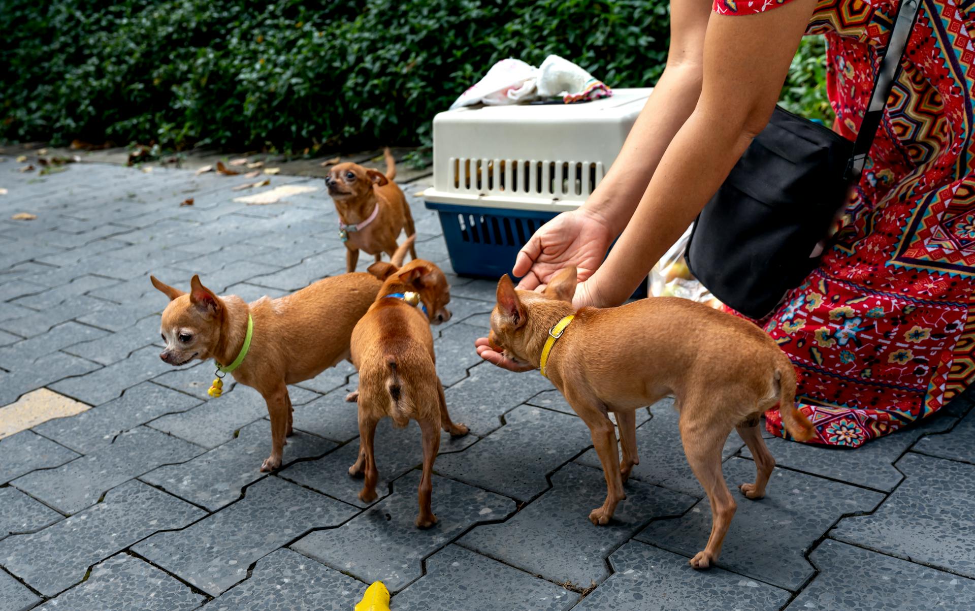 Une femme nourrit des chiens mignons