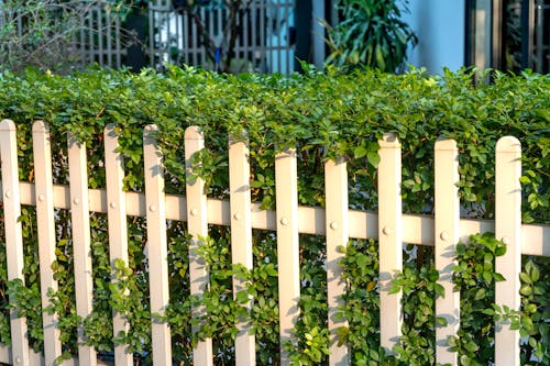 Бесплатное стоковое фото с белый забор, заводы, зеленые листья