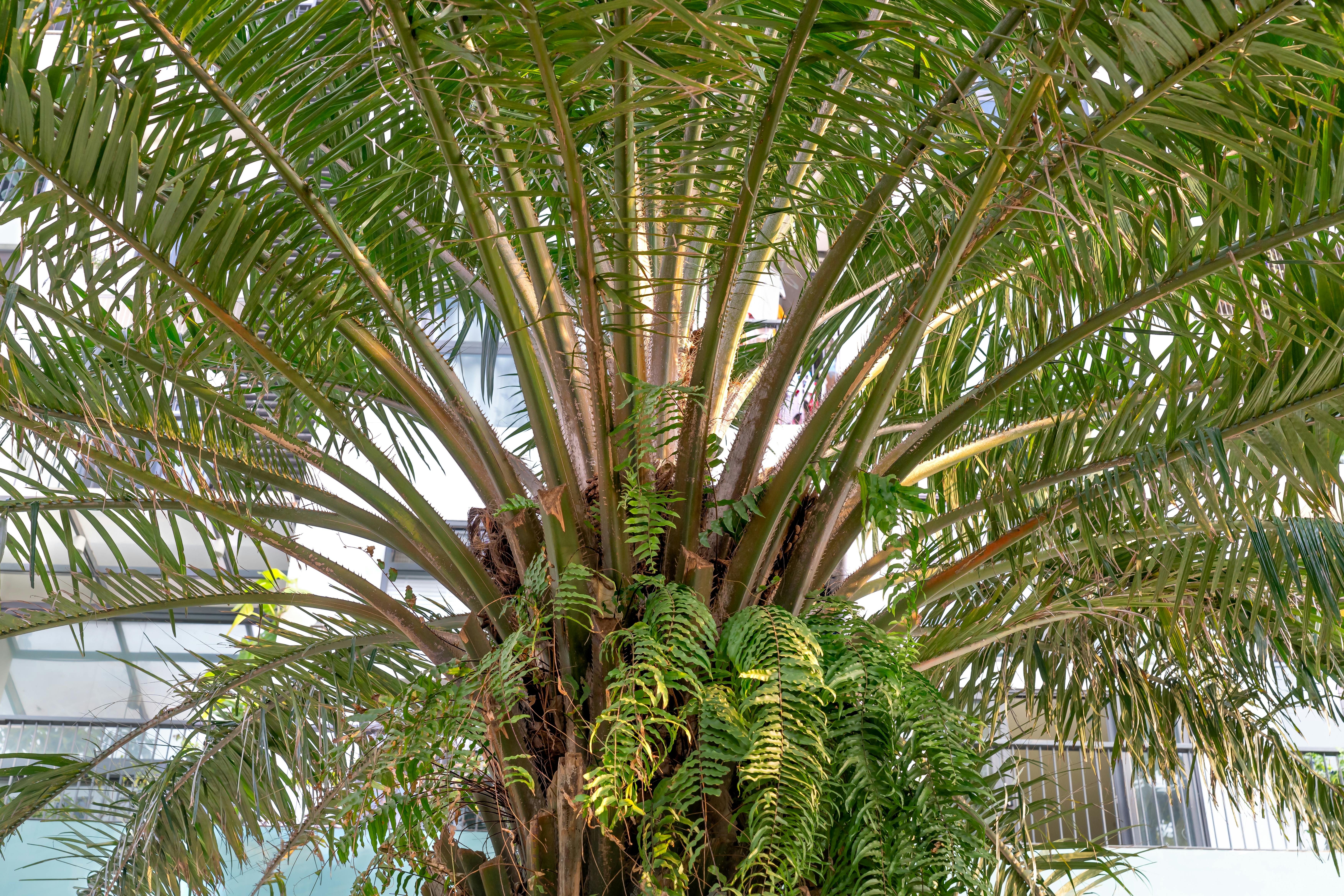 A close-up of a ponytail palm's long, dangling green fronds - cat eating ponytail palm