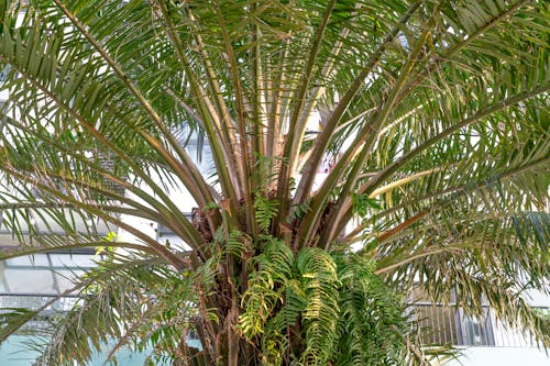 Palm Tree Growing near Building Outdoors