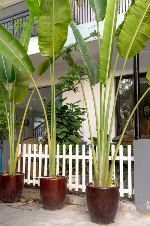 Free Contemporary urban patio with tall potted banana plants against a white picket fence. Stock Photo
