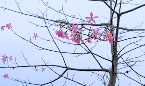 Fotobanka s bezplatnými fotkami na tému flóra, kvet ovocného stromu, kvetinová fotografia