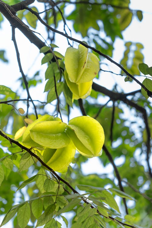 Kostenloses Stock Foto zu frisch, früchte, karambole