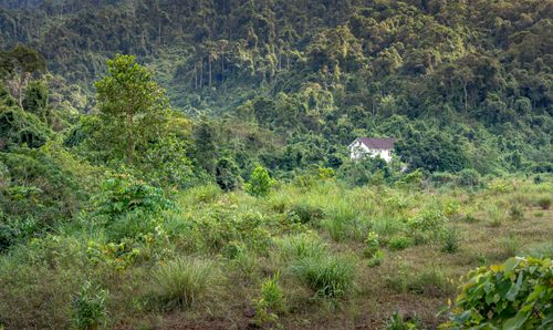 Free A solitary house nestled in dense forest scenery, epitomizing tranquility and nature. Stock Photo
