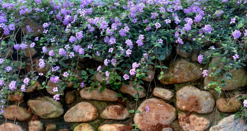 Stone garden wall with ceanothus and native planting