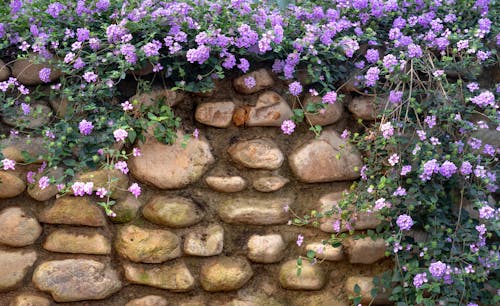 Wildflowers Growing on Stone Fence