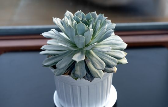Free stock photo of beautiful, bright, cactus