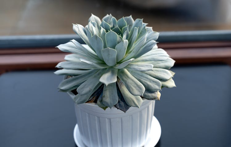 Close-up Of A Mexican Snowball Succulent 