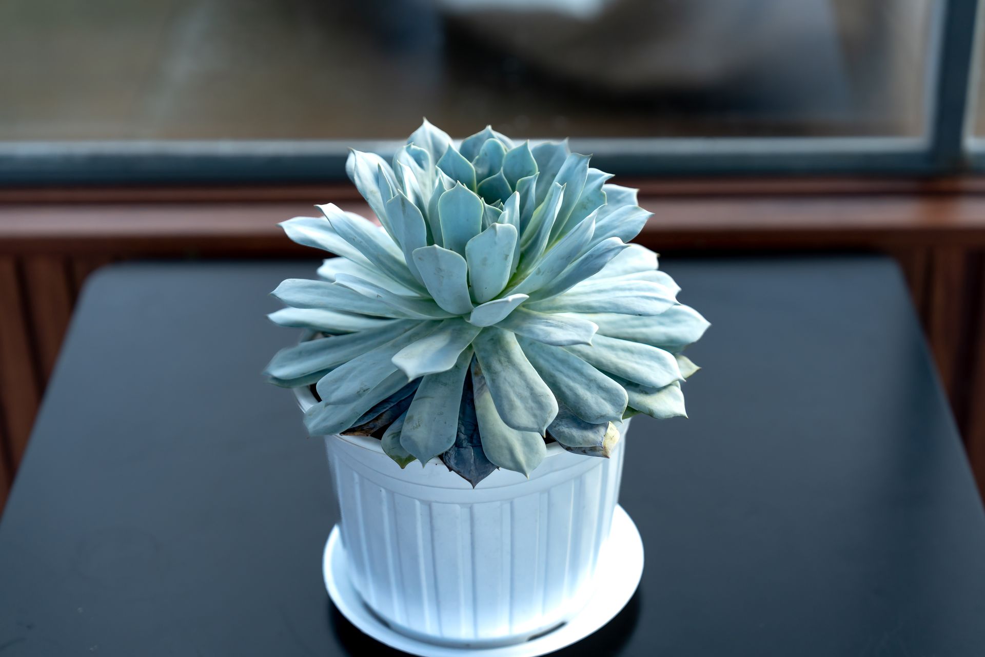 A serene echeveria succulent plant in a white pot displayed indoors, perfect for decoration.
