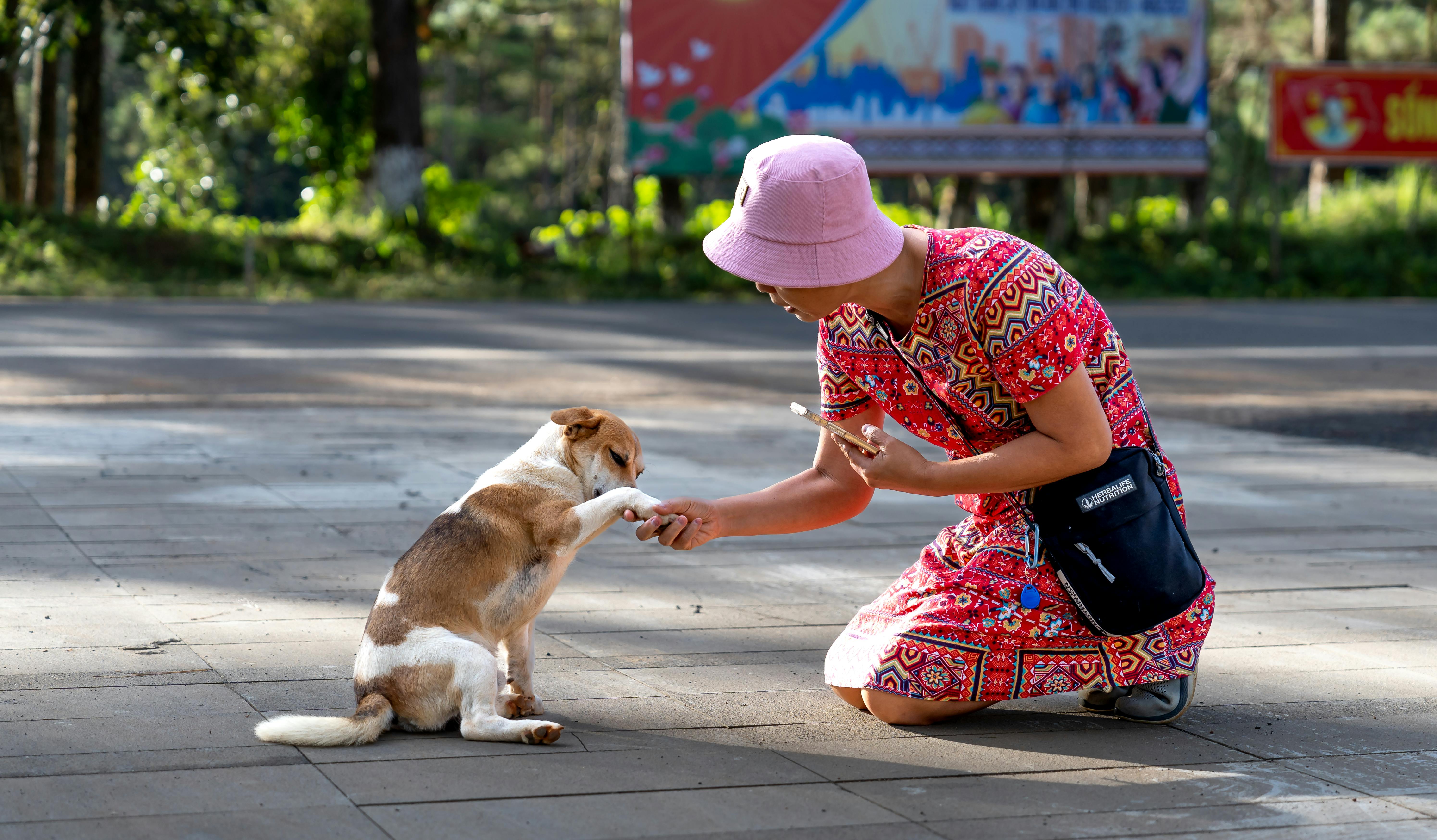 beijing pet technology — Photo by Quang Nguyen Vinh on Pexels
