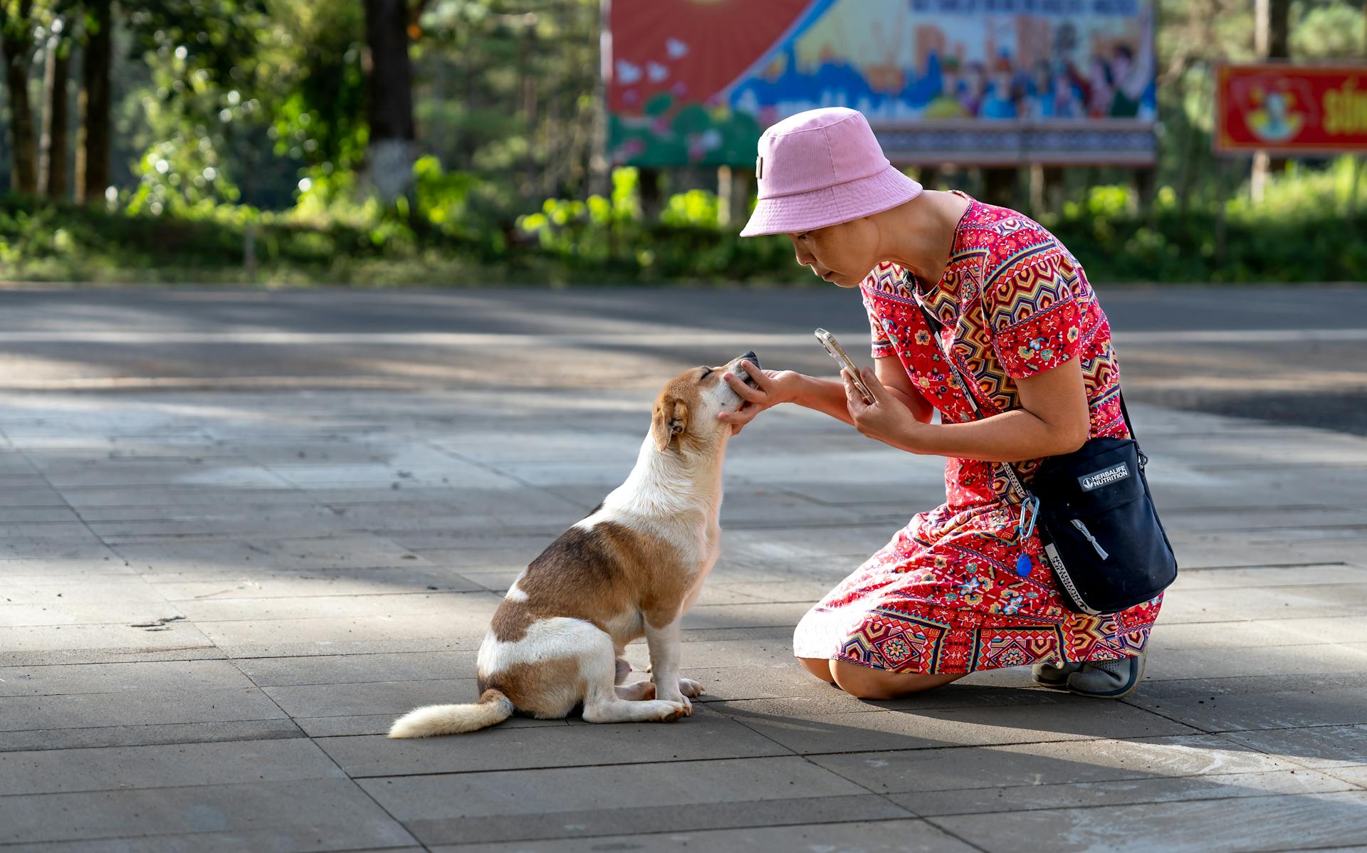 Free stock photo of animal, child, city