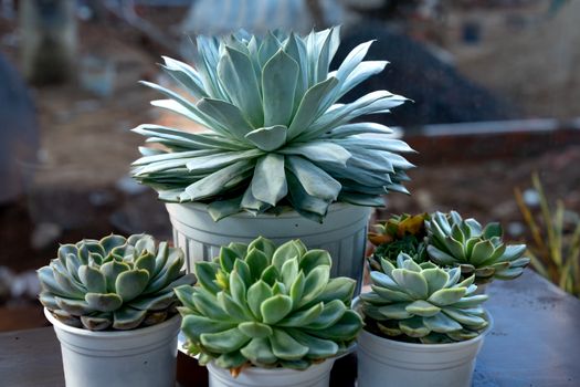 Free stock photo of agave, aloe, beautiful