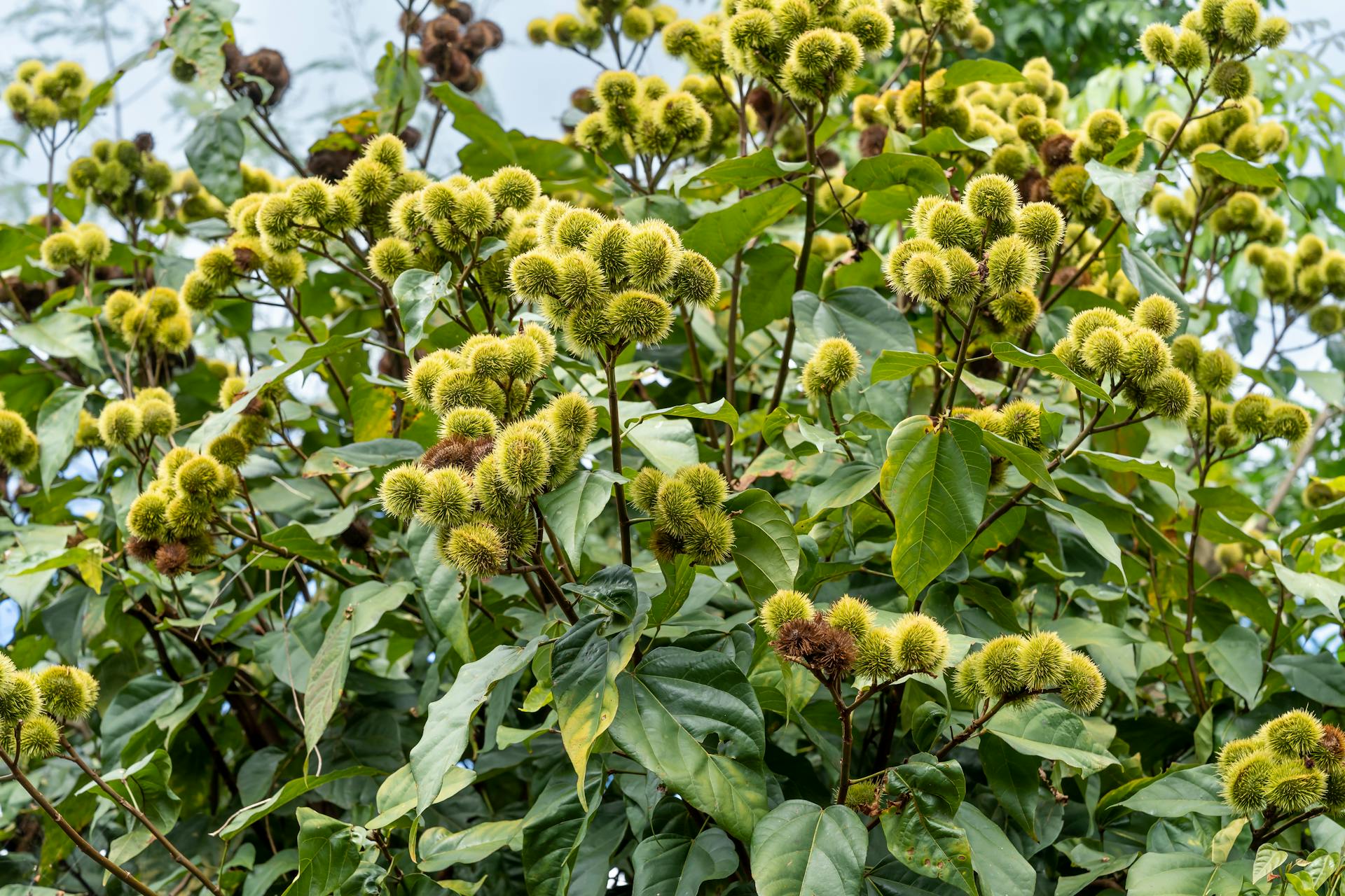 Detailed view of an achiote tree showcasing its distinctive spikey seed pods amidst lush green leaves.