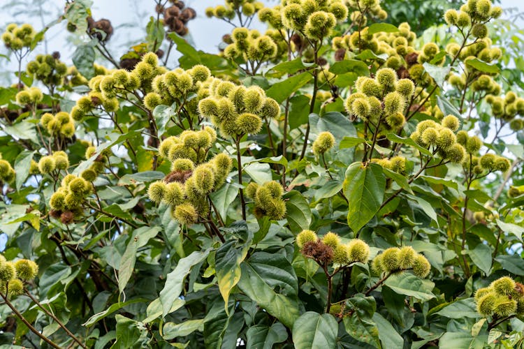 Close-up Of An Achiote Tree