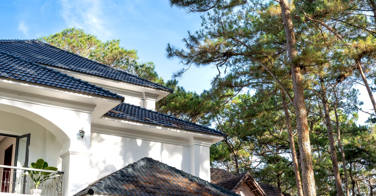 A low angle view of a modern white house surrounded by tall pine trees under a clear blue sky.