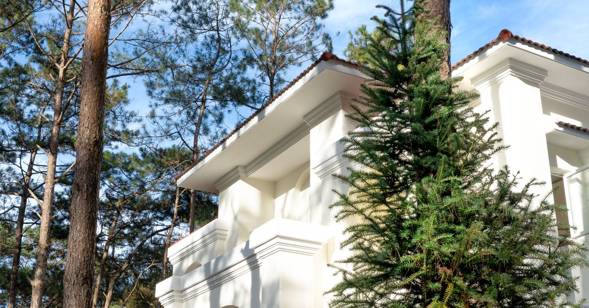 A stunning mansion surrounded by tall coniferous trees on a sunny day.