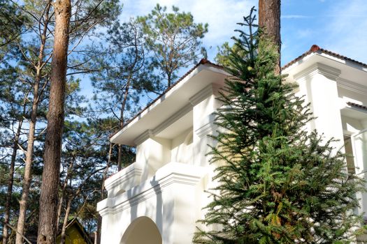 A stunning mansion surrounded by tall coniferous trees on a sunny day.