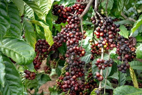 Free Coffee Berries on Branches Stock Photo