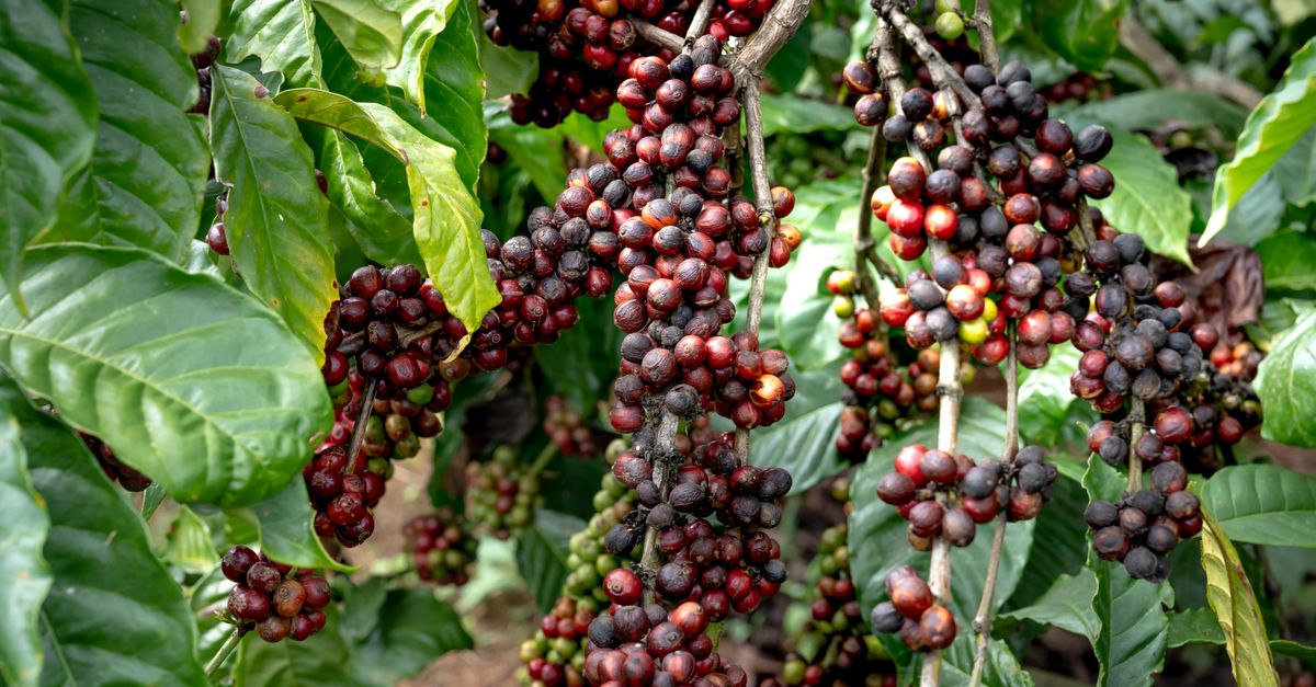 Photo by Quang Nguyen Vinh Vibrant close-up of ripe coffee berries on branches, ideal for agriculture images.