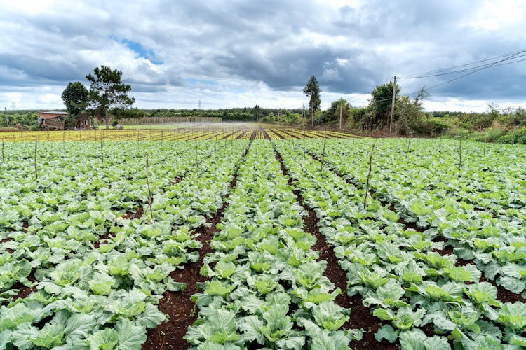 A Plantation Of Lettuce In Brown Soil