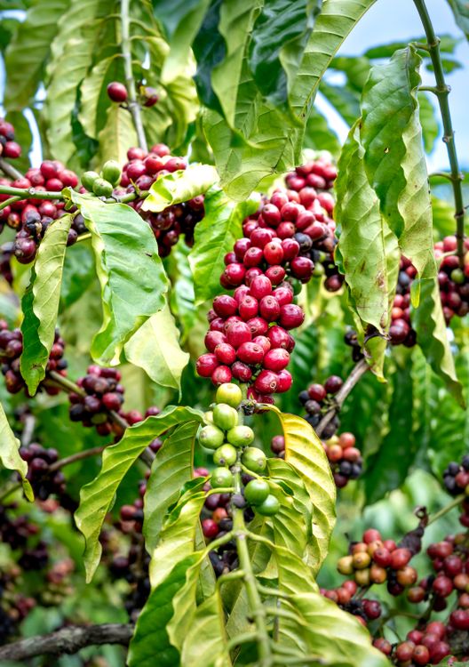 Kostenloses Foto zum Thema: @draussen, ast, bltter, ernte, essen,  exotisch, feldfrucht, foto, frisch, fruchtpflanze, garten, gartenbau, grne  bltter, grnen beeren, kaffee, kaffeebeeren, kaffeebohne, kaffeeernte,  kaffeefarm, kaffeekirsche ...