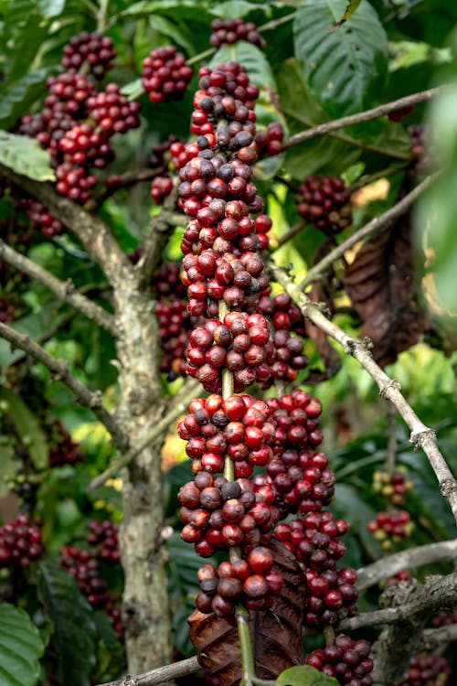 Close-up of Coffee Growing on a Tree