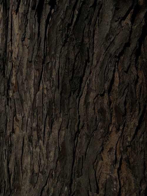 Foto profissional grátis de árvore, casca, estrutura