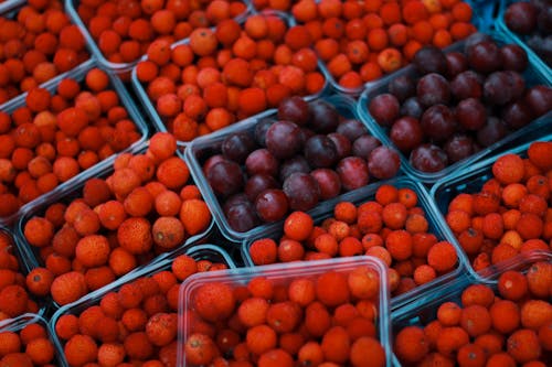 Kostenloses Stock Foto zu beeren, blühen, chinesische lorbeere