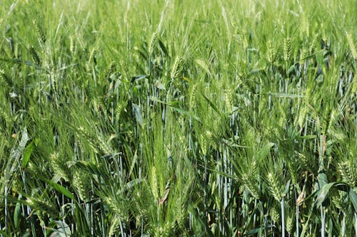 Green Corn on Field
