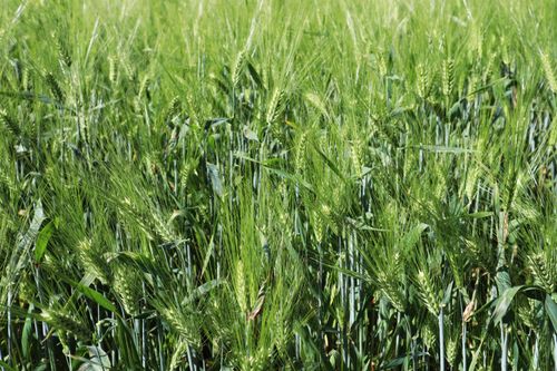 Free Close-up of vibrant green wheat field in spring, shot outdoors. Stock Photo