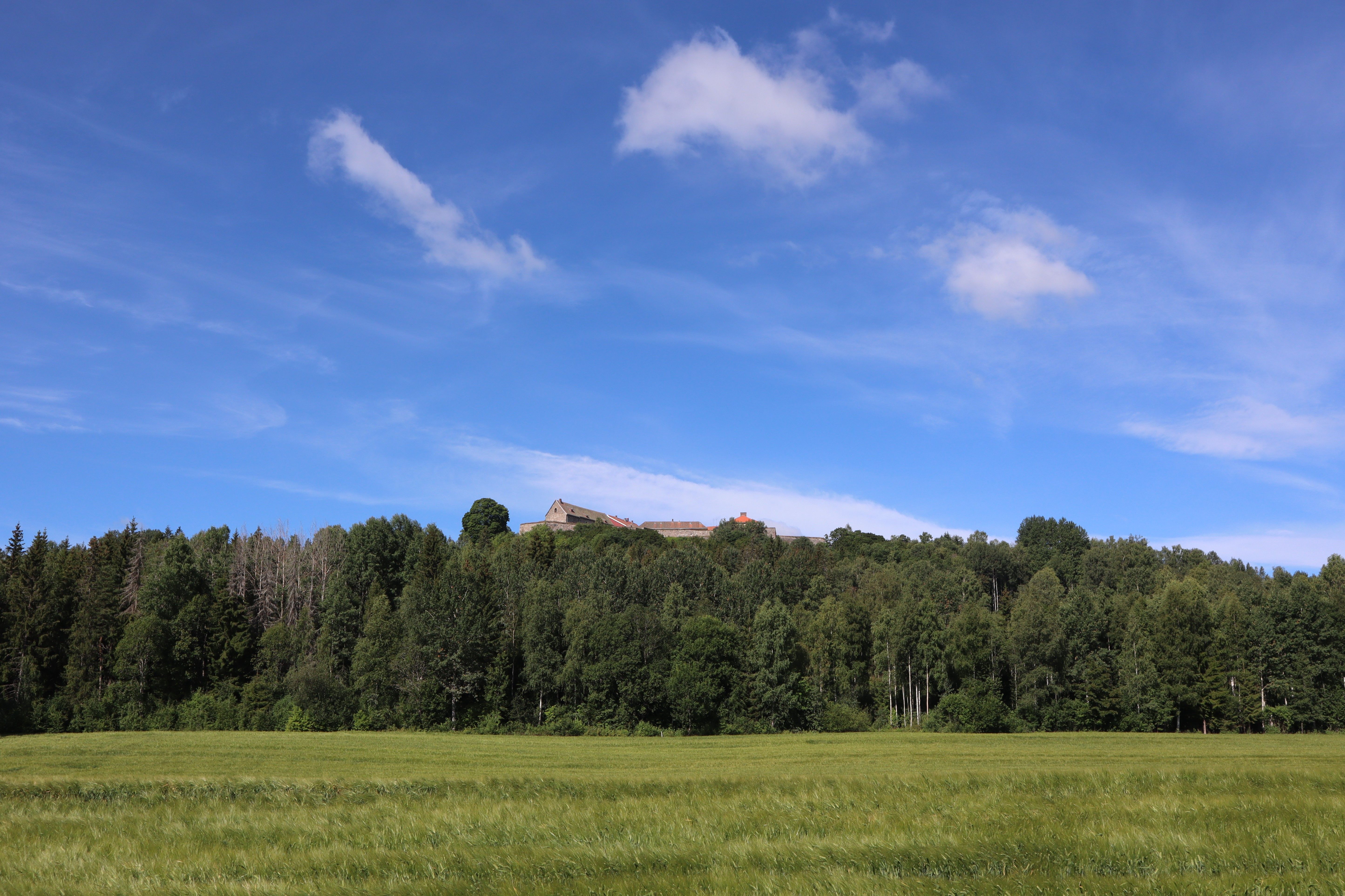 Green Trees Under the Blue Sky · Free Stock Photo