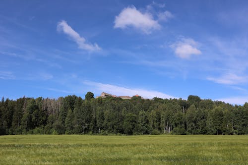 Green Trees Under the Blue Sky