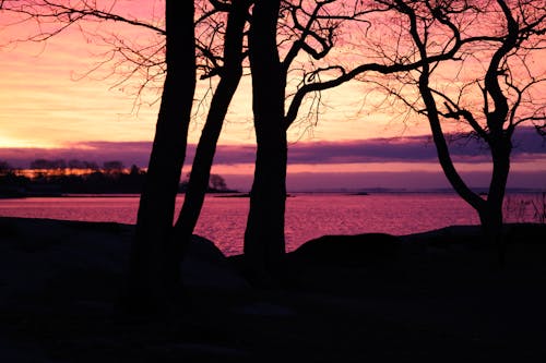 Gratis lagerfoto af bare træer, bladløse træer, grene