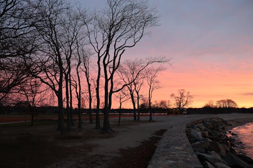 Bare Trees during Sunset