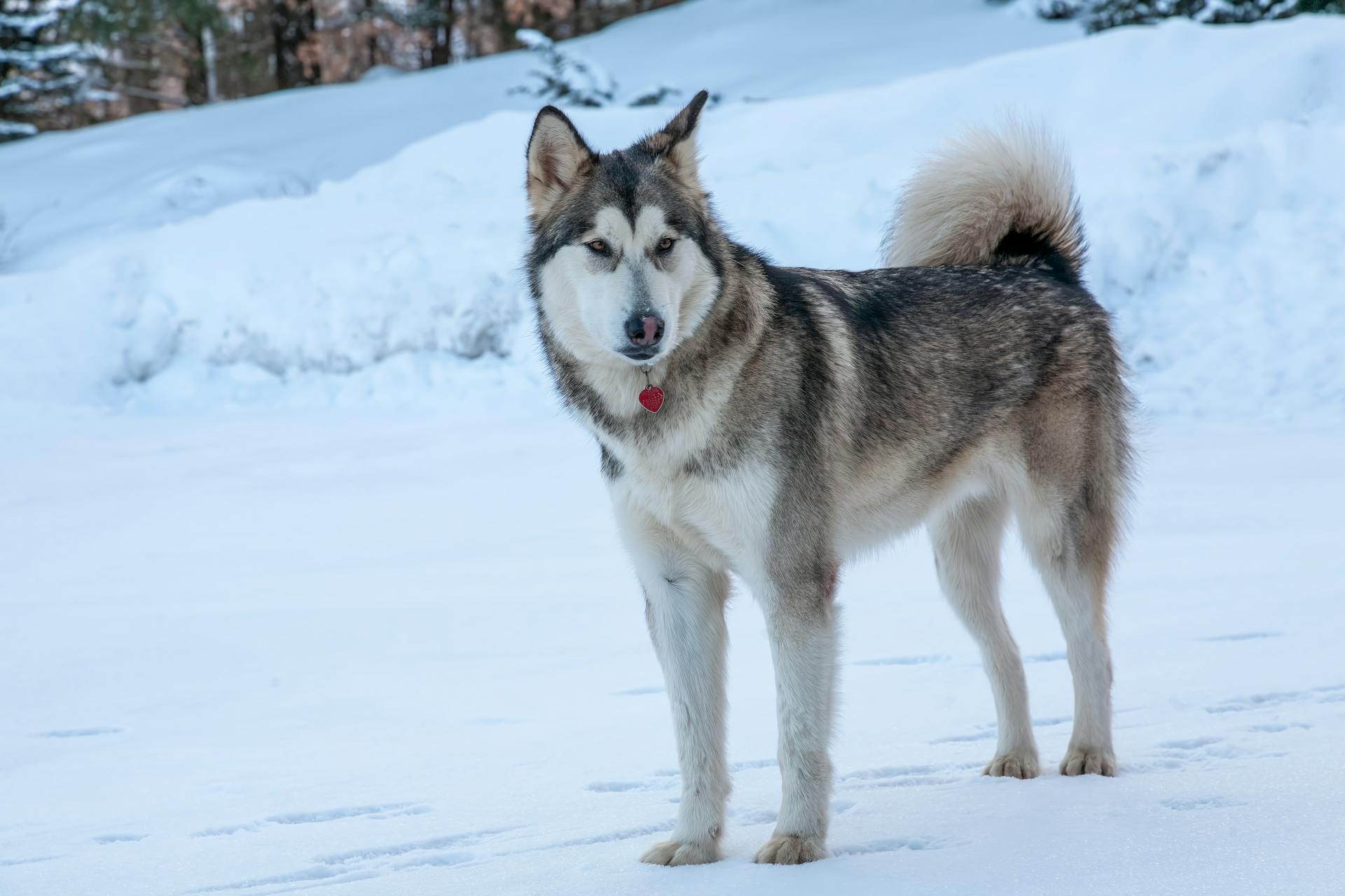 Husky Dog on a Field in Winter