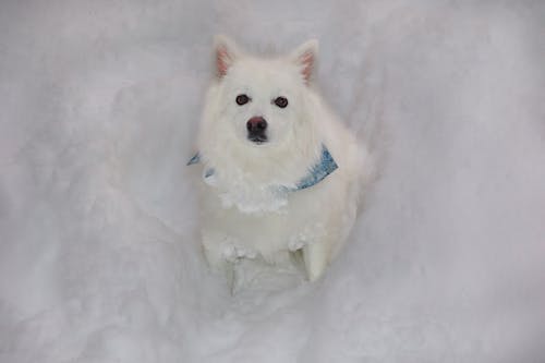 無料 アメリカのエスキモー犬, ペット, 冬の無料の写真素材 写真素材