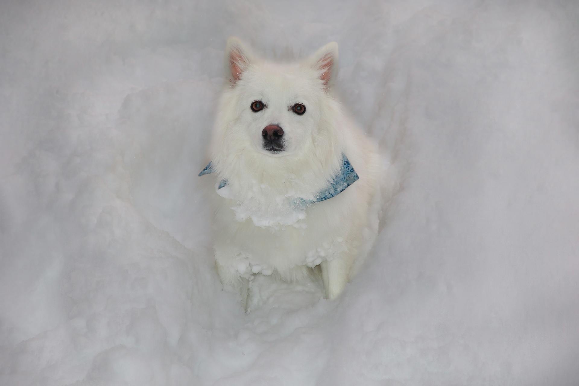 Een Amerikaanse Eskimohond in de sneeuw