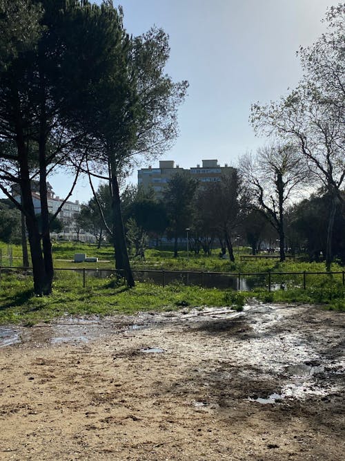 Základová fotografie zdarma na téma rybník, zelené listy, zvířecí park