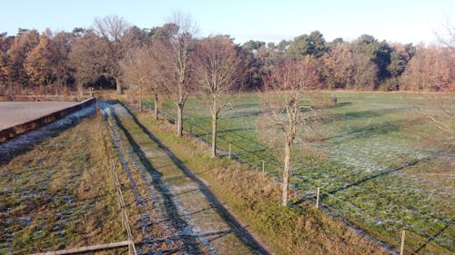 Trees on Green Grass Field