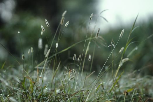 Close-up of dew-covered grass in a natural outdoor setting, emphasizing nature's beauty.