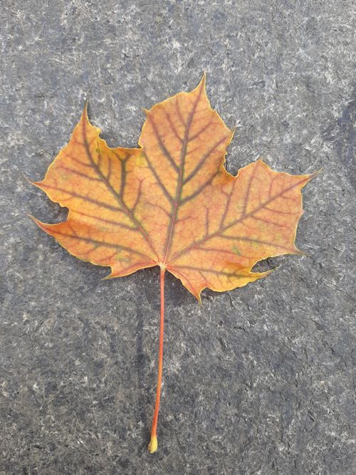 Free Single golden maple leaf on a pavement in fall, symbolizing autumn in Canada. Stock Photo