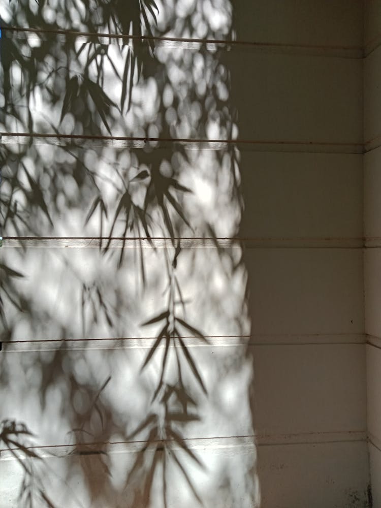 Shadow Of Leaves On A Wall