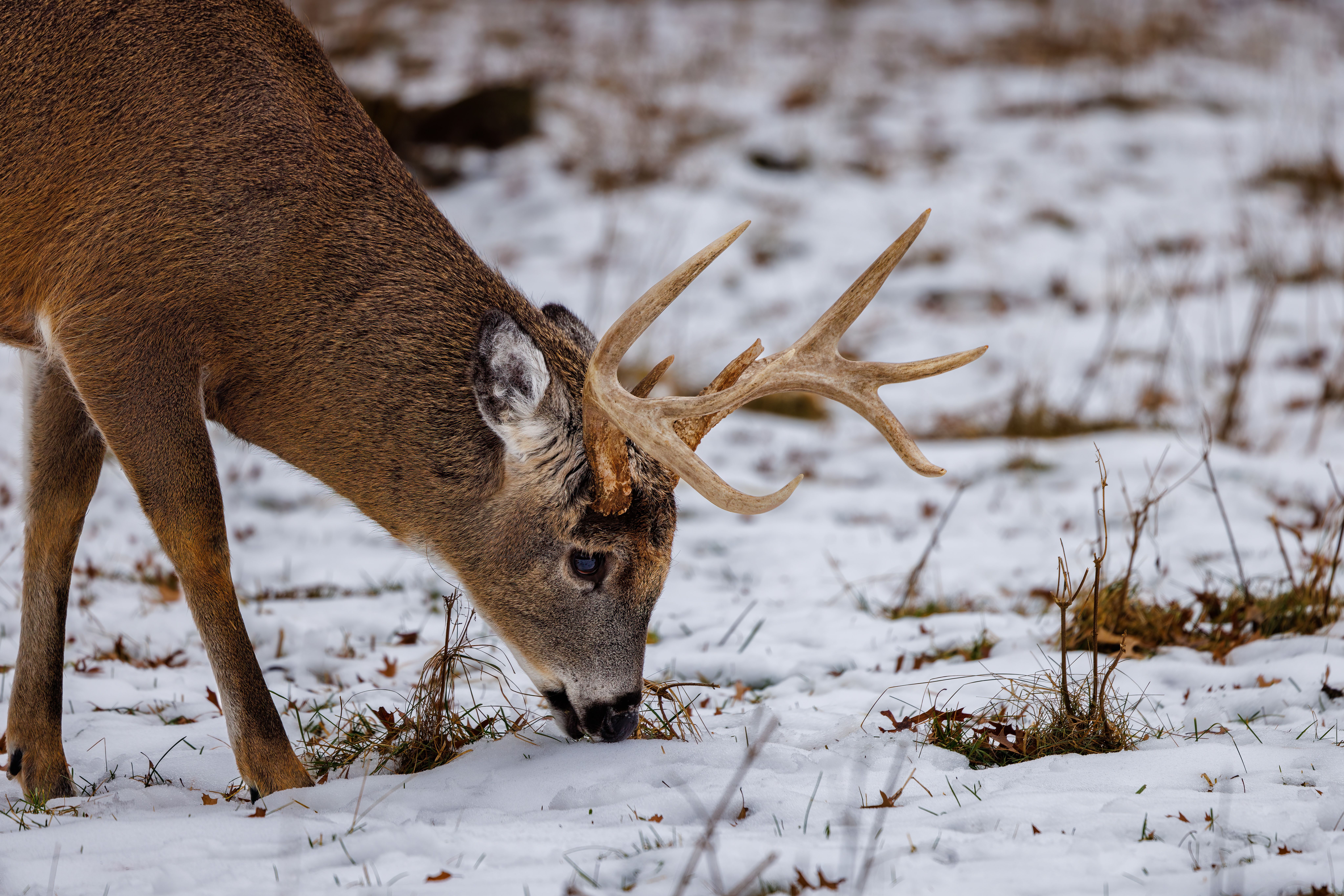 Close-up of a white-tailed deer with antlers grazing on snow-covered ground.